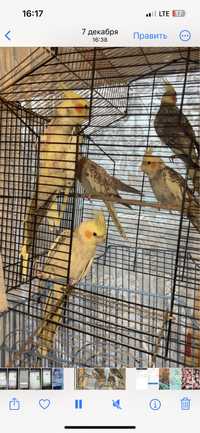 Кореллы кареллы карелы попугаи
