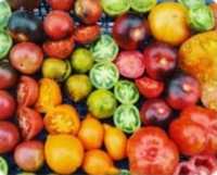 Семена томатов коллекционных
