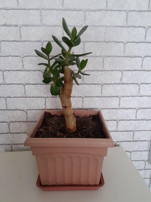 Продам комнатное растение