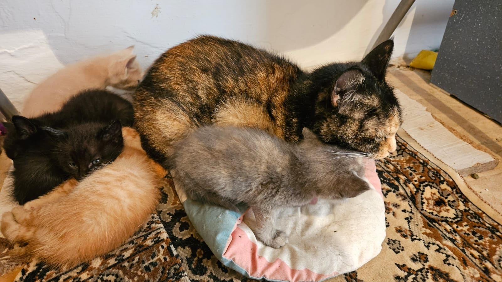 Отдам котят без кошки