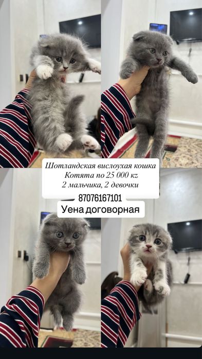 породистые котята