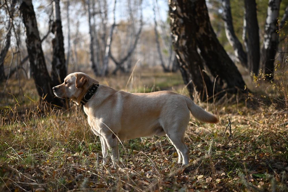 Лабрадор  вязка мальчик