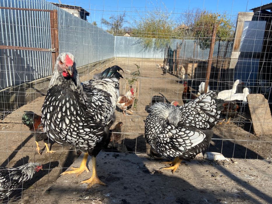 Pereche Wyandotte argintiu