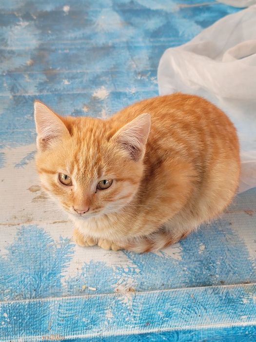 Котята, 3 месяца