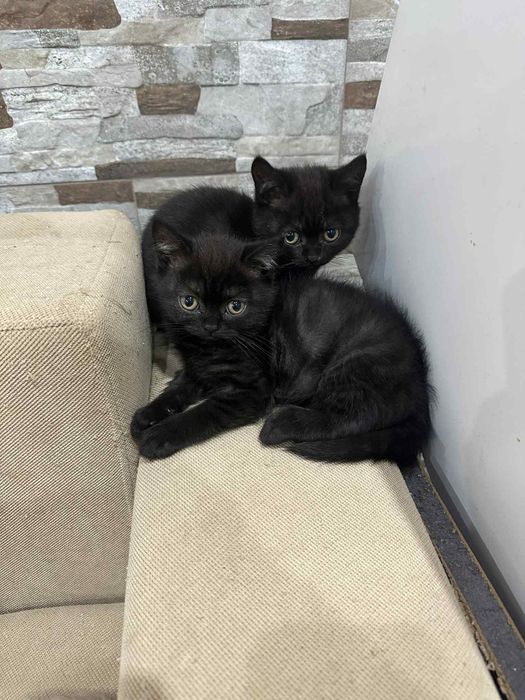 Малки британски котенца