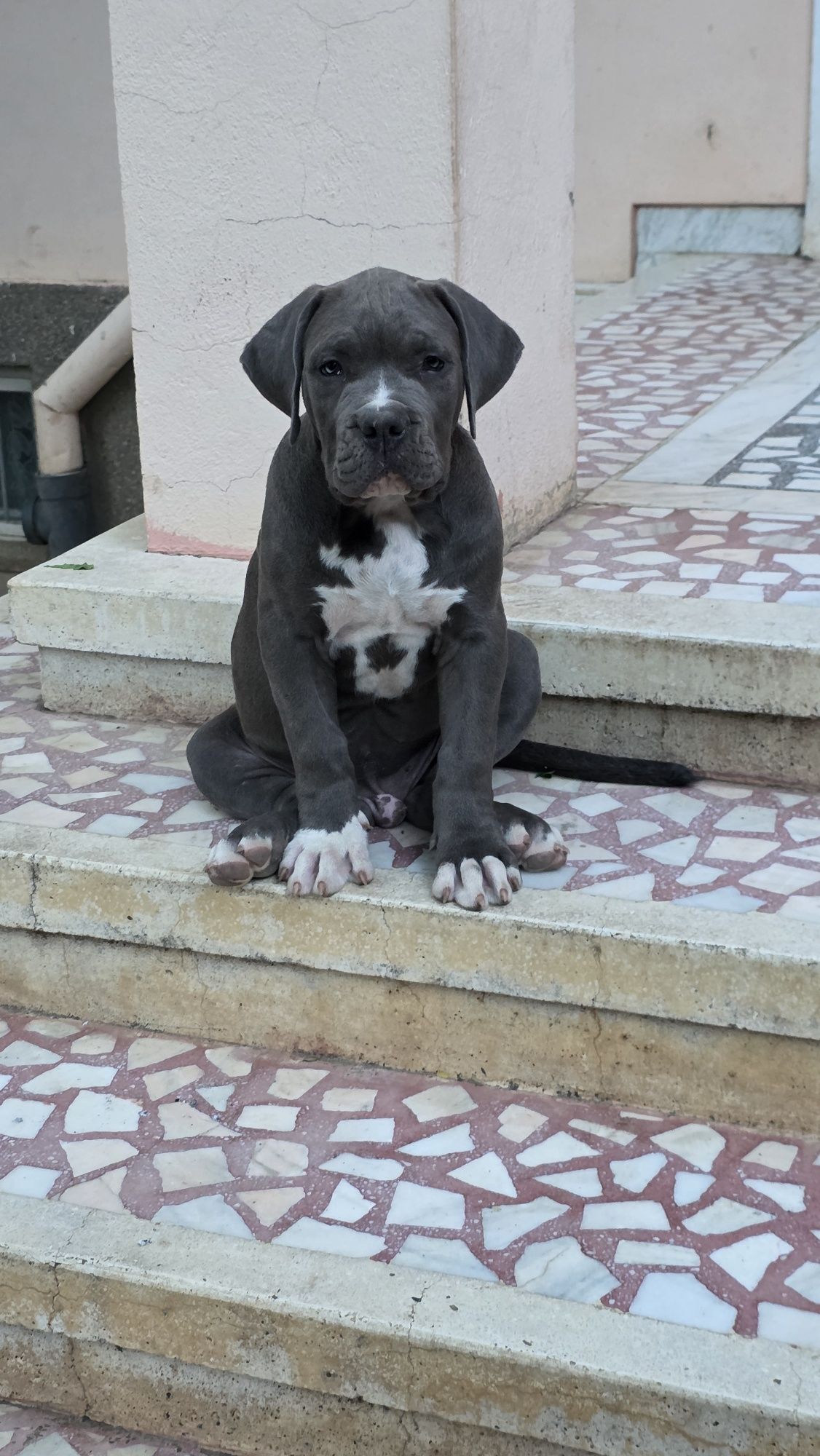 American bully xl