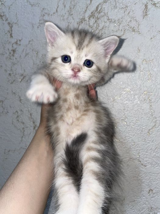 мраморный британец