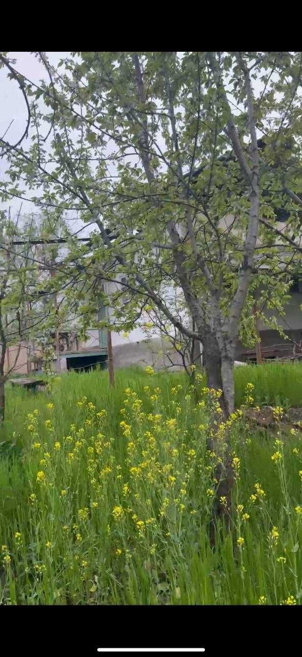 Продаю свою дачу в Паркенте