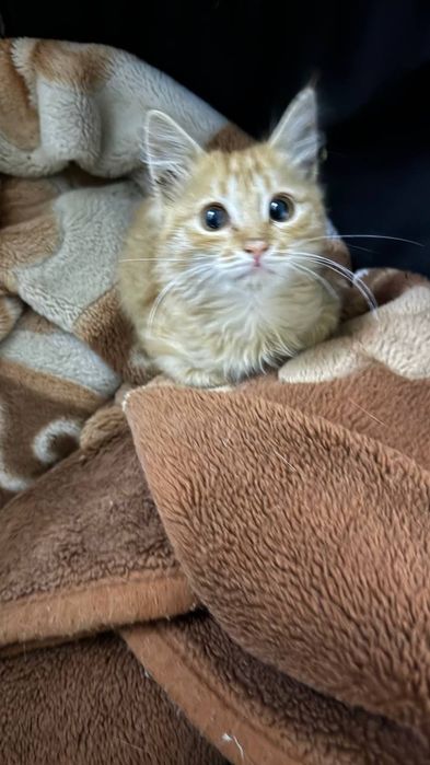 Отдам даром котенка