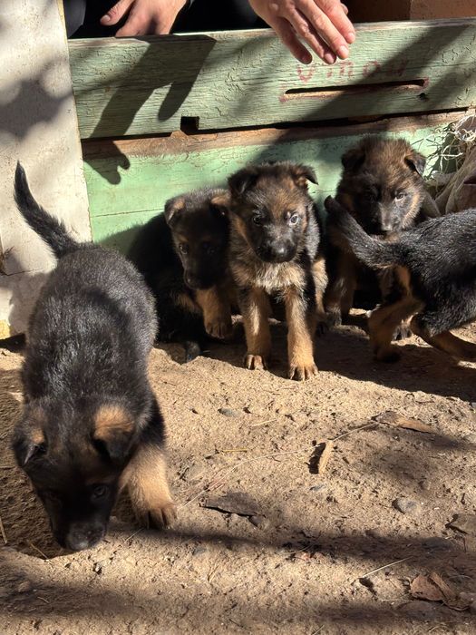 Продавам немски овчарки