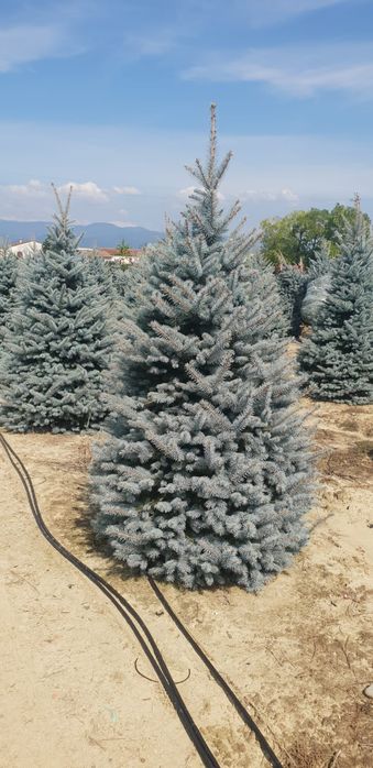 Brazi argintii și Normandia la balot de pamant