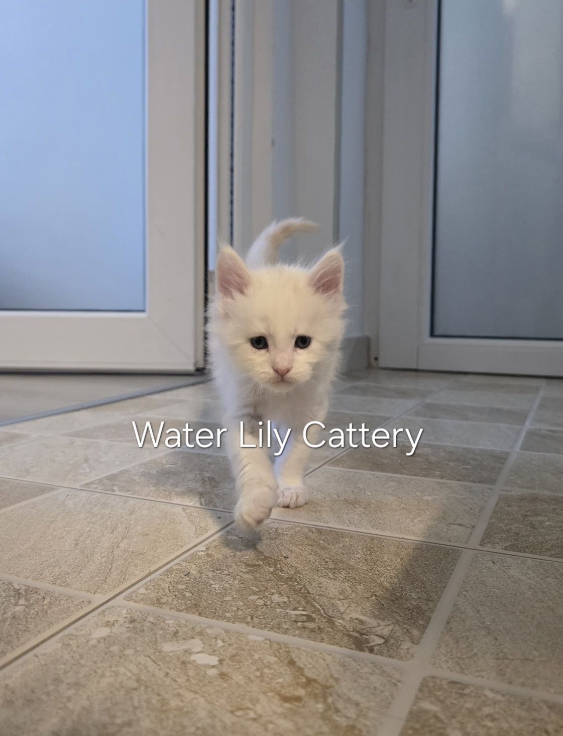 Maine Coon cu pedigree