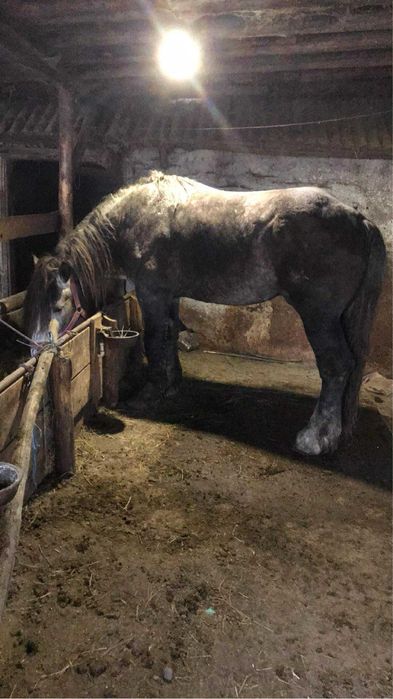 De vanzare Armasar !