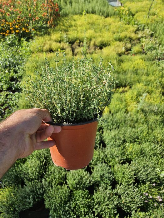 Rozmarin,ysop,mentă,cimbrișor citronela.