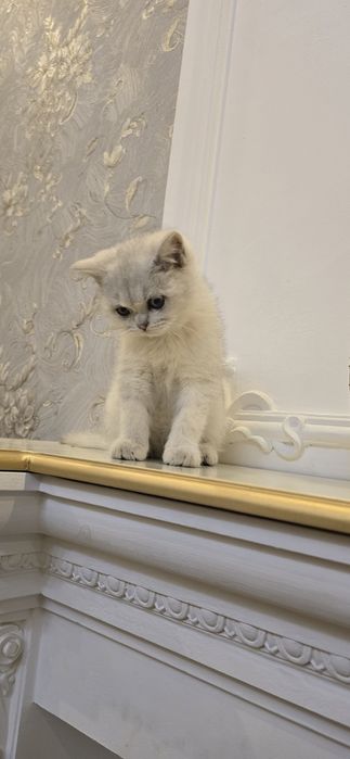 Британская Серебряная  шиншила   м