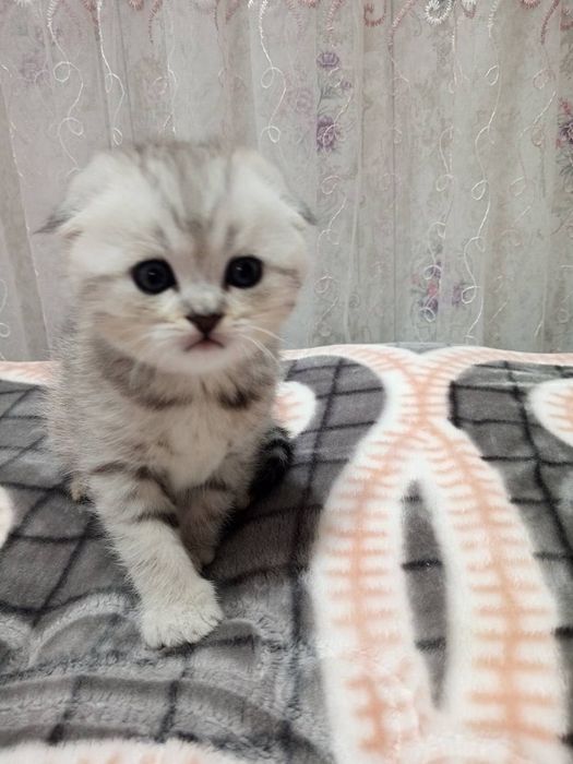 Скотиш фолд серебристая шиншилла