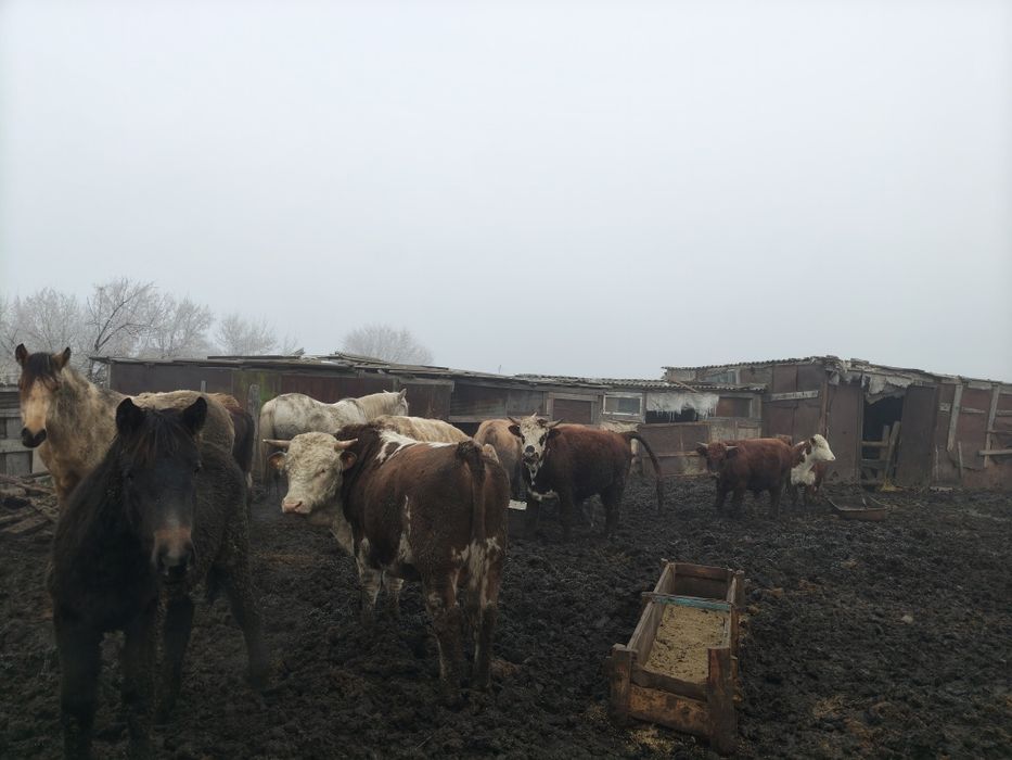 Быки

Продаю 10 быков, упитанные. 
Цена: 3 500 тенге за