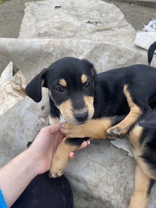 Подарявям кученца на 3 месеца