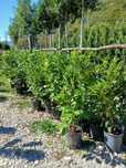Plante ornamentale