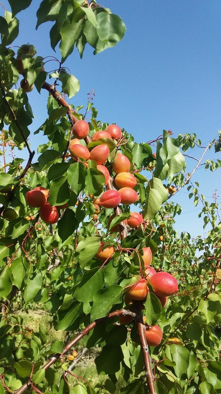 Kuchatlarimizni sorti va turiga qonuniy kafolat beramiz