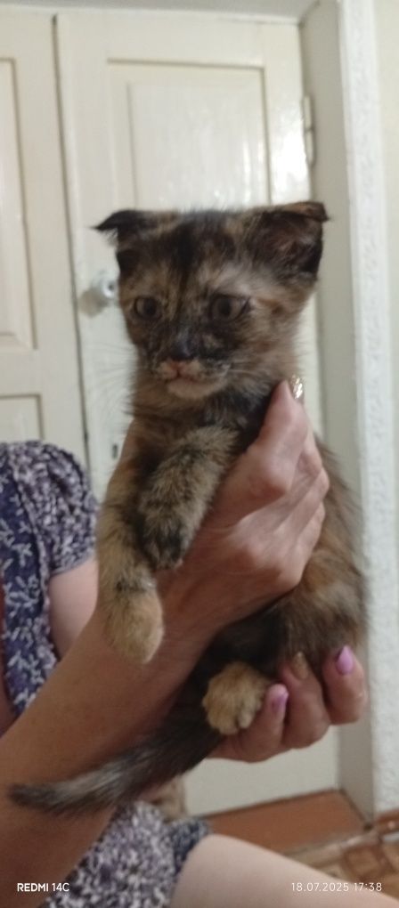 Очаровательные котята
