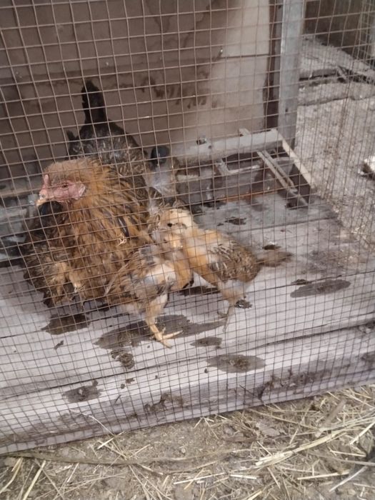 Куры с цыплятами