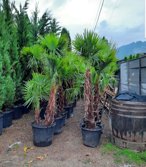 Palmier de orice specie la pret mic . Cycas, humilis , fortunei etc