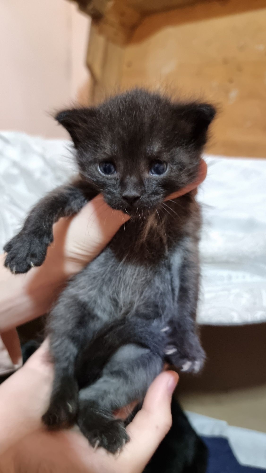 Котята бесплатно