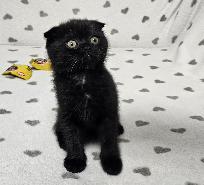 Котята скотиш фолд