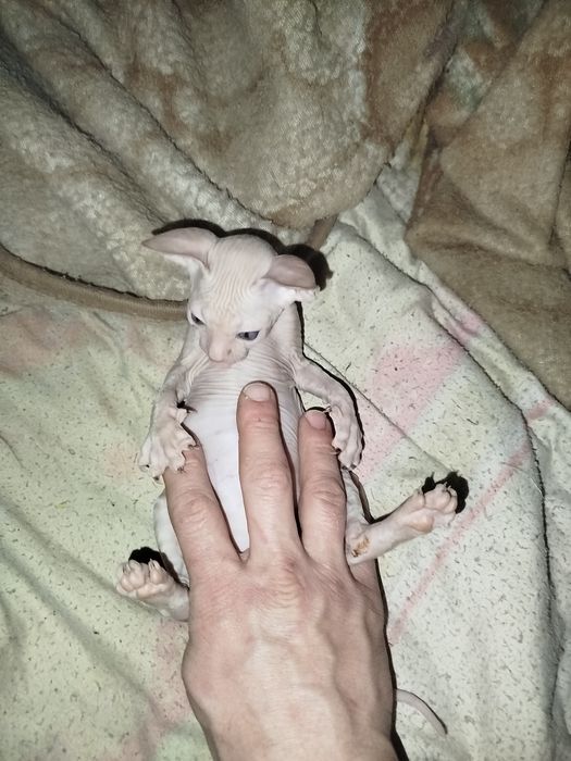 Продаю катёнка сфинкса