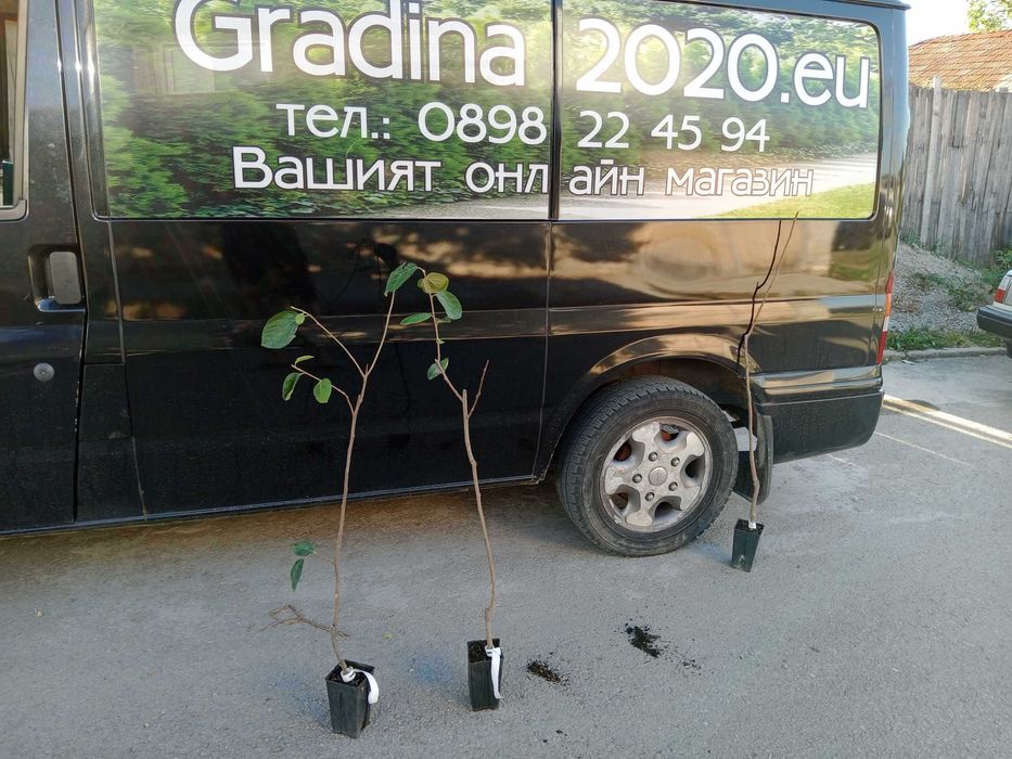 Райска ябълка Налични 4 сорта