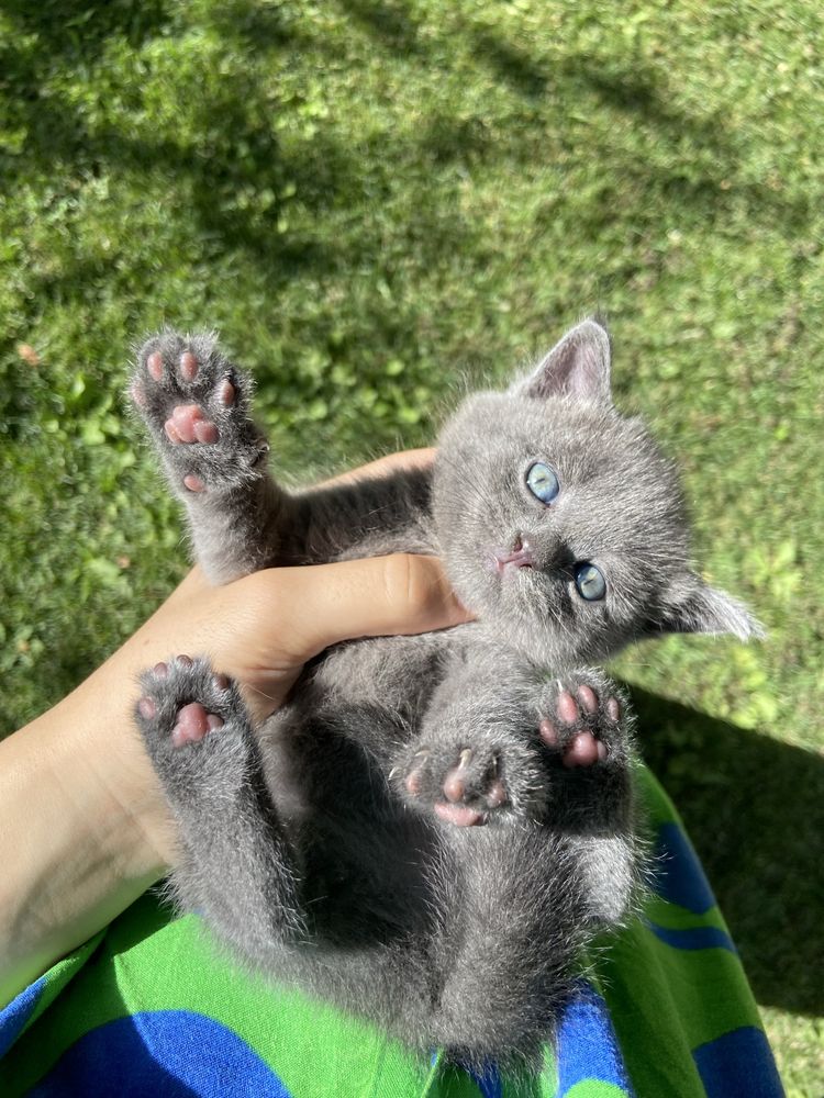 Маленькие котята страйты/ТАШКЕНТ