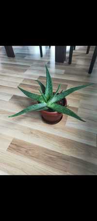 Vând Aloe Vera de 2ani