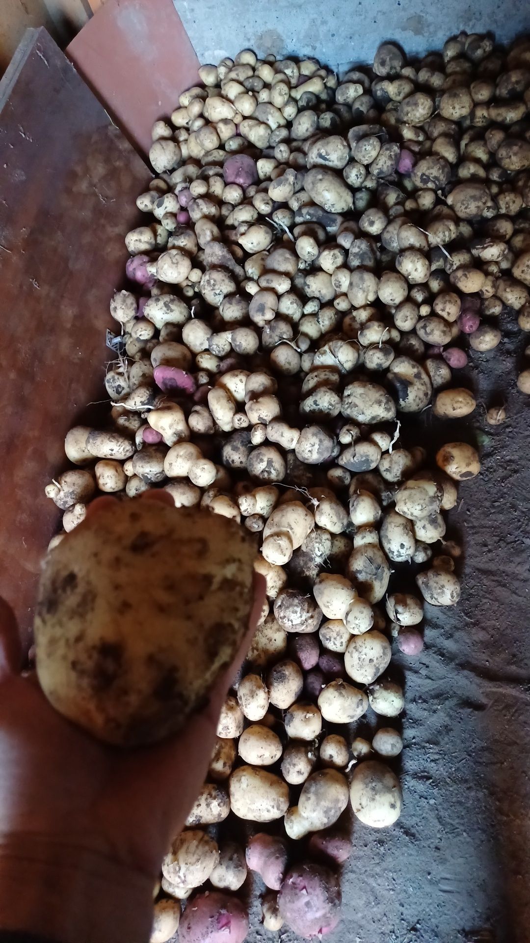 Продам картошку домашнюю