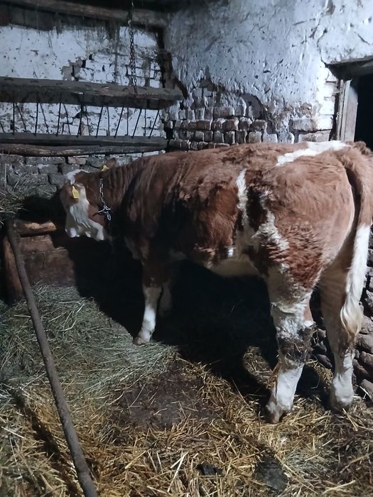 Vand vitea de 6 luni