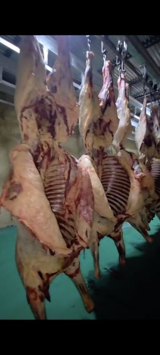 Мясо конины оптом