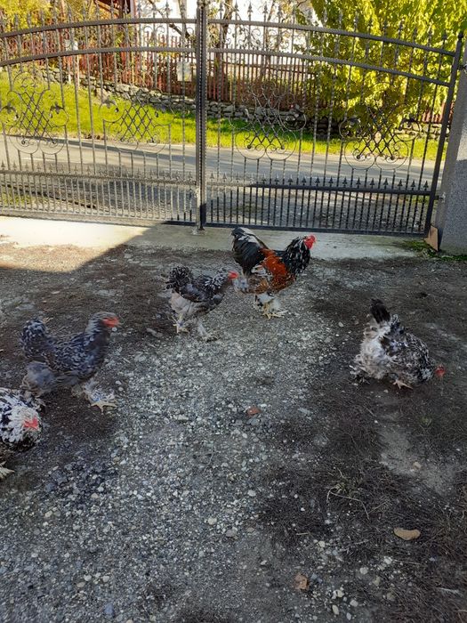 Ouă brahma porțelan