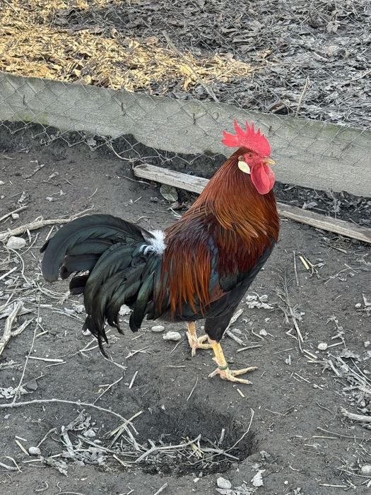 Italiene Potarnichiu