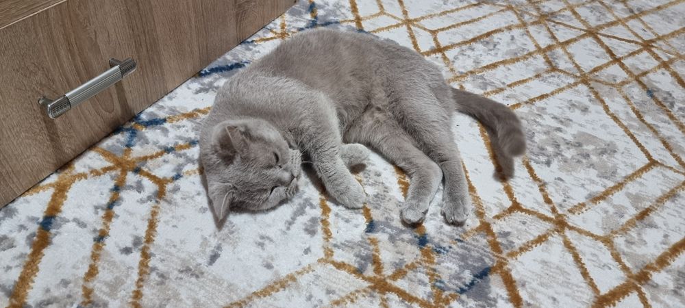 Отдам в добрые ручки