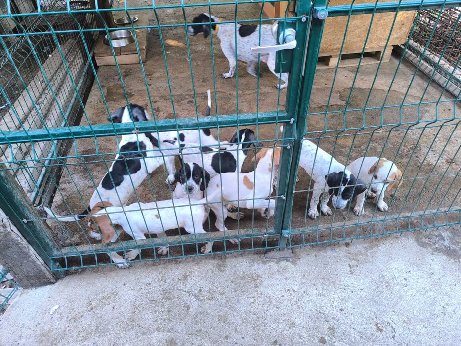 Продавам Английски Пойнтер
