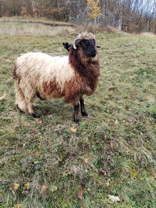 Vând mior și berbecuți