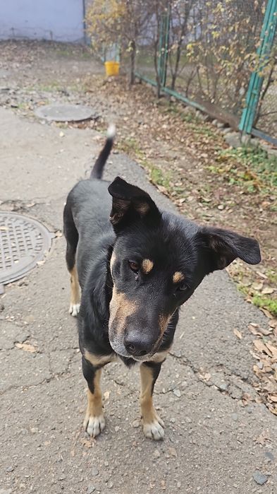 Молодой кобелек.Верный защитник и охранник.