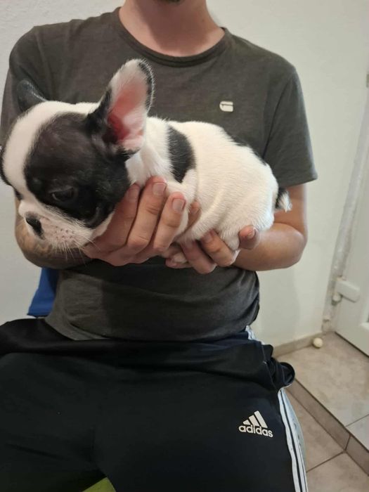 Plușuri vi Bulldog Francez