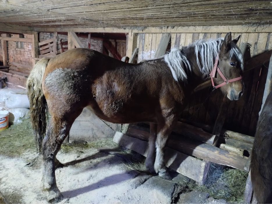 Vand manza de 1 an si 3 luni!