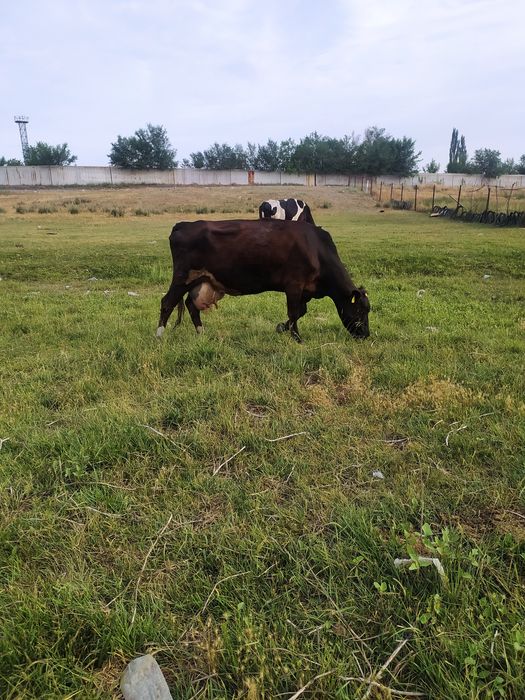 Продам корову хорошая