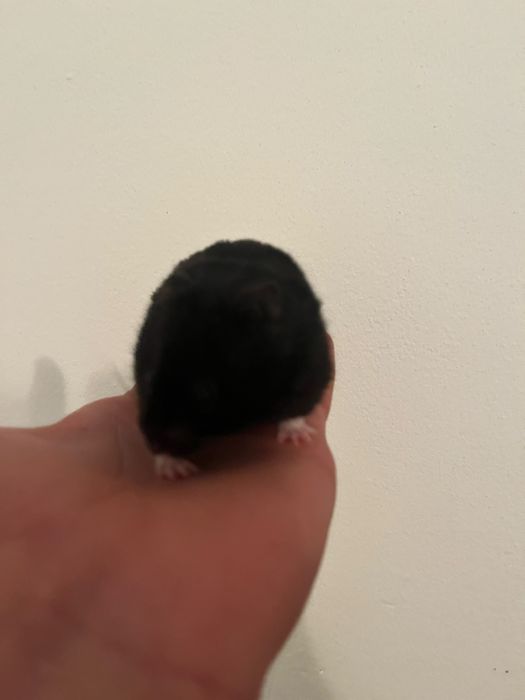 Dispobibil hamsteri mari si mici