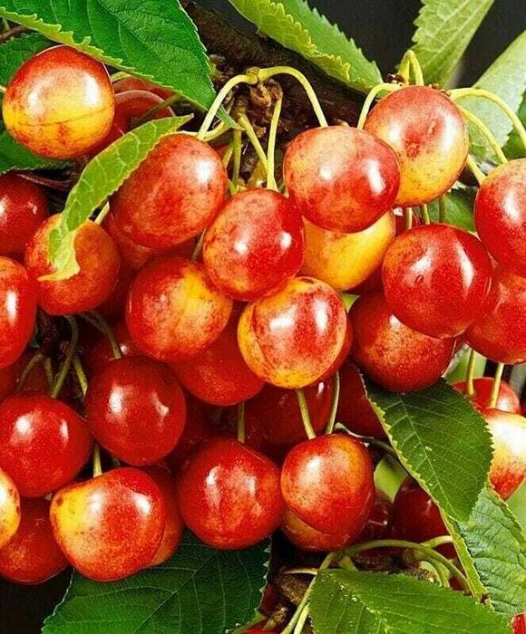 Cires Stella, regina fructe mari, anul 2 sau 3. calitatea 1!Livrare RO