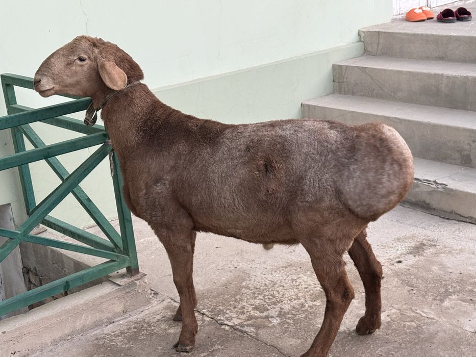 Arashan edilbay gibrit qochqor