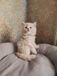 Продаются котята