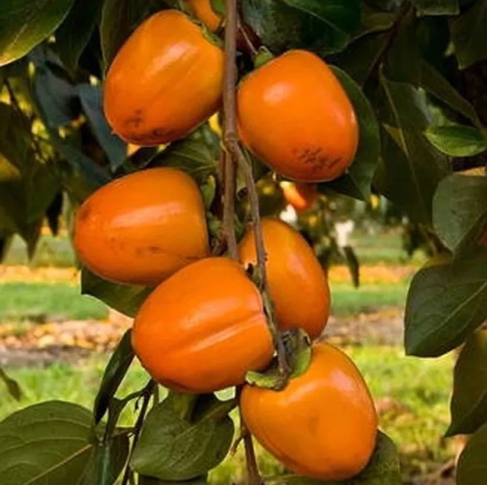 KAKI la Ghiveci (Disponibile toate Soiurile )